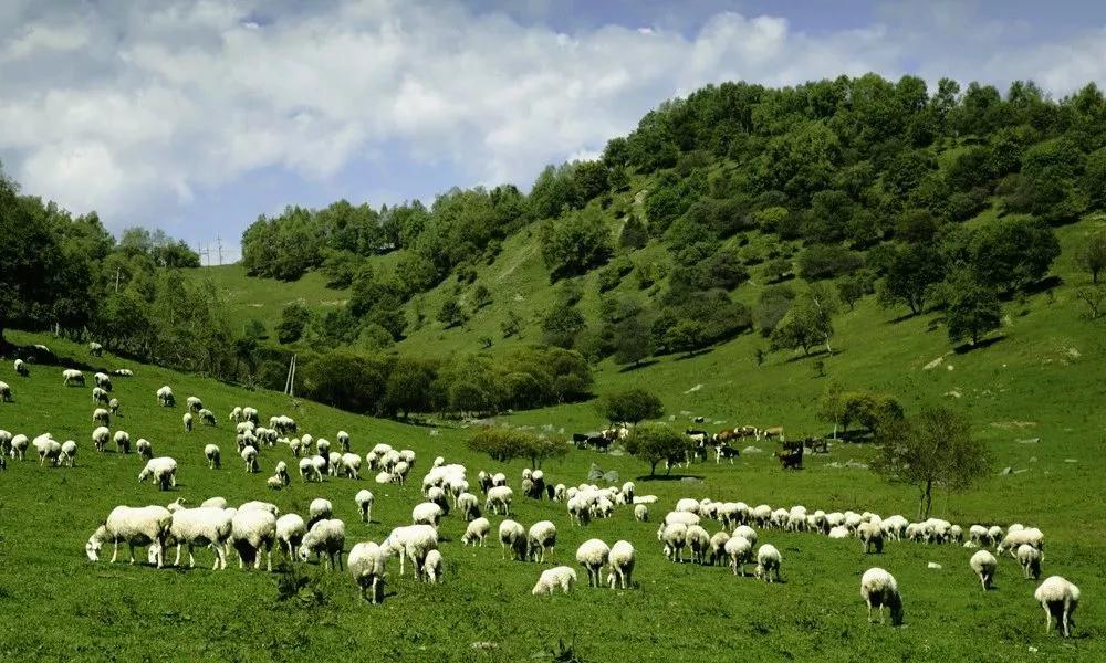 陕西和氏奶粉,关山草原和氏羊奶粉