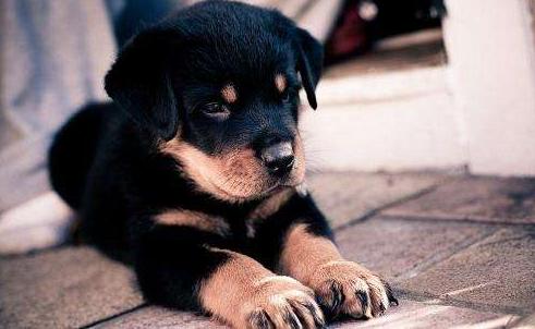 这几种狗价格贵还难养你敢试试吗,最贵的六种狗