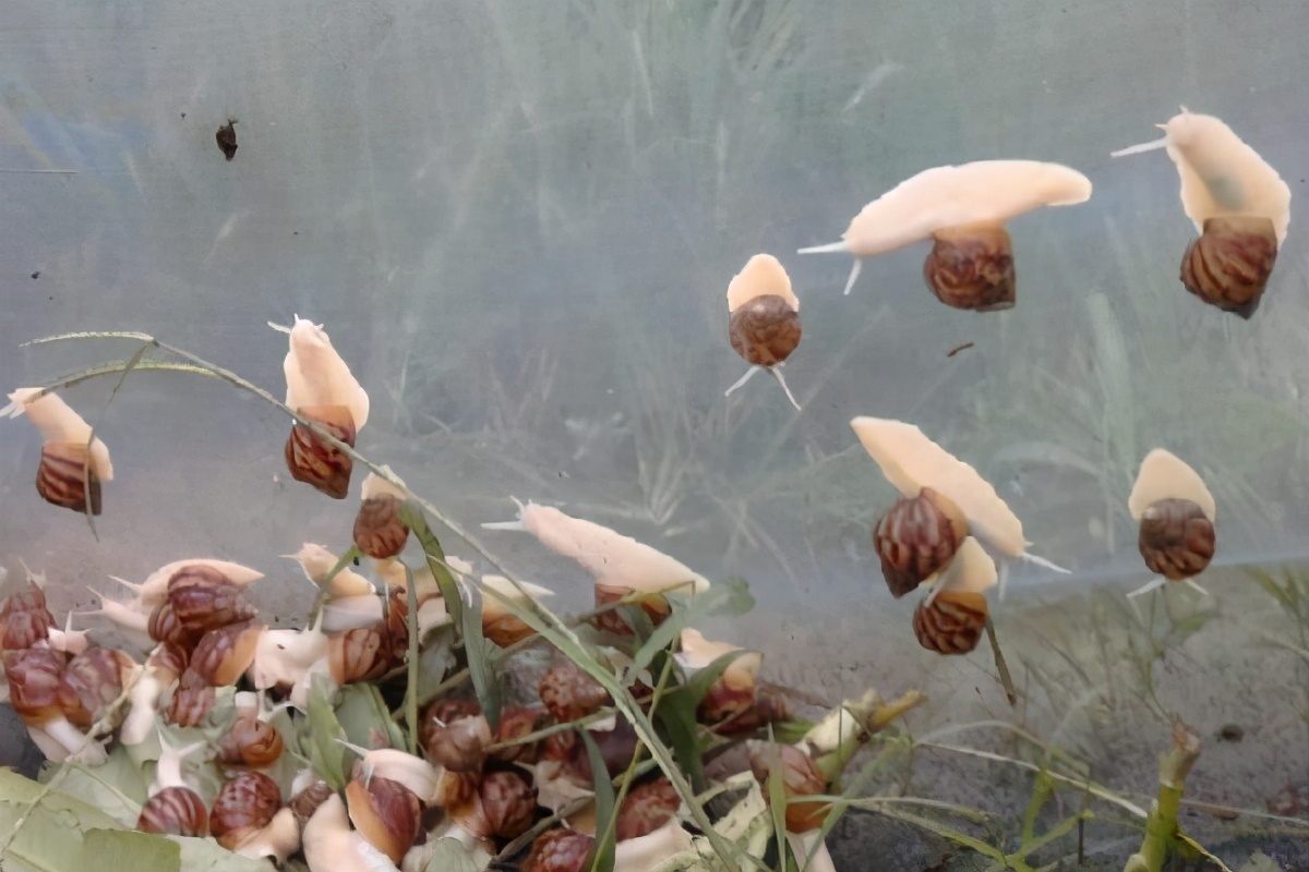 蜗牛养殖一年赚多少钱,白蜗牛养殖前景和销路