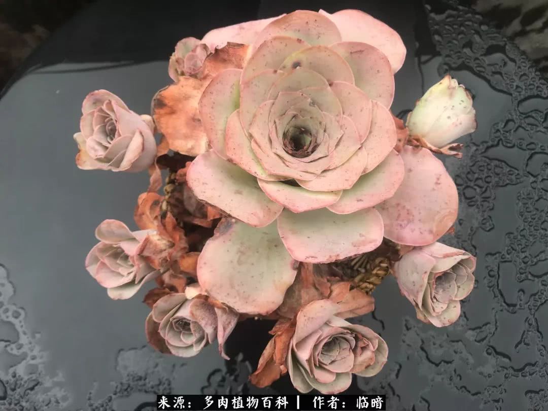 多肉带给我的感情,多肉给人们带什么作用