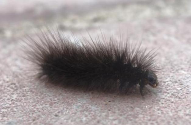 毛毛虫可以直接踩死嘛,什么样的毛毛虫必须踩死