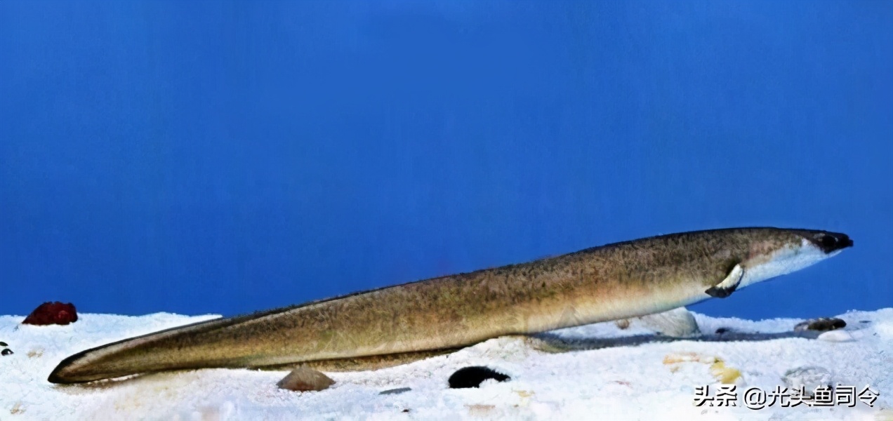 长江保护鱼类,有关长江鱼类资源保护