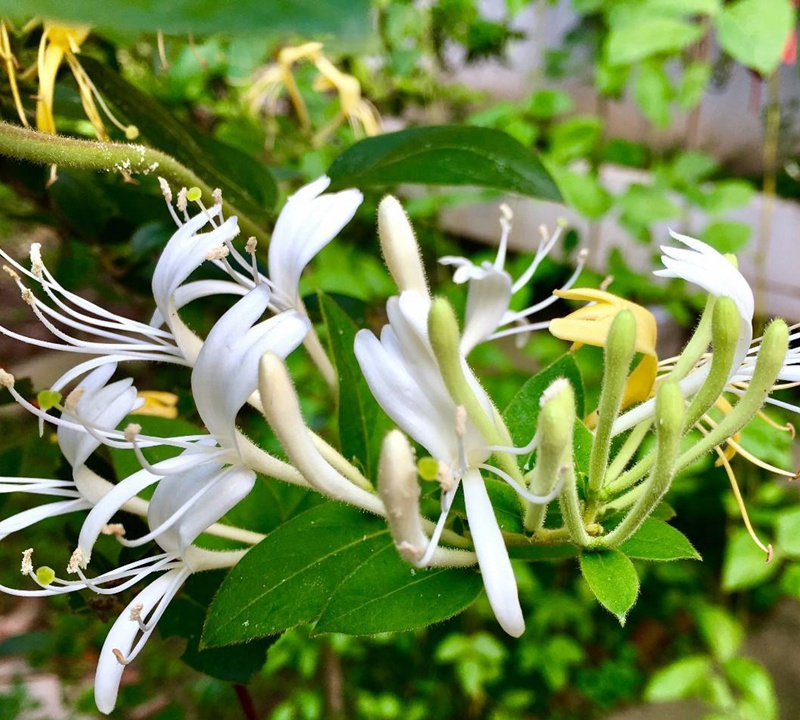 人养花花养人下句,什么花好养活又好看还可以吃的