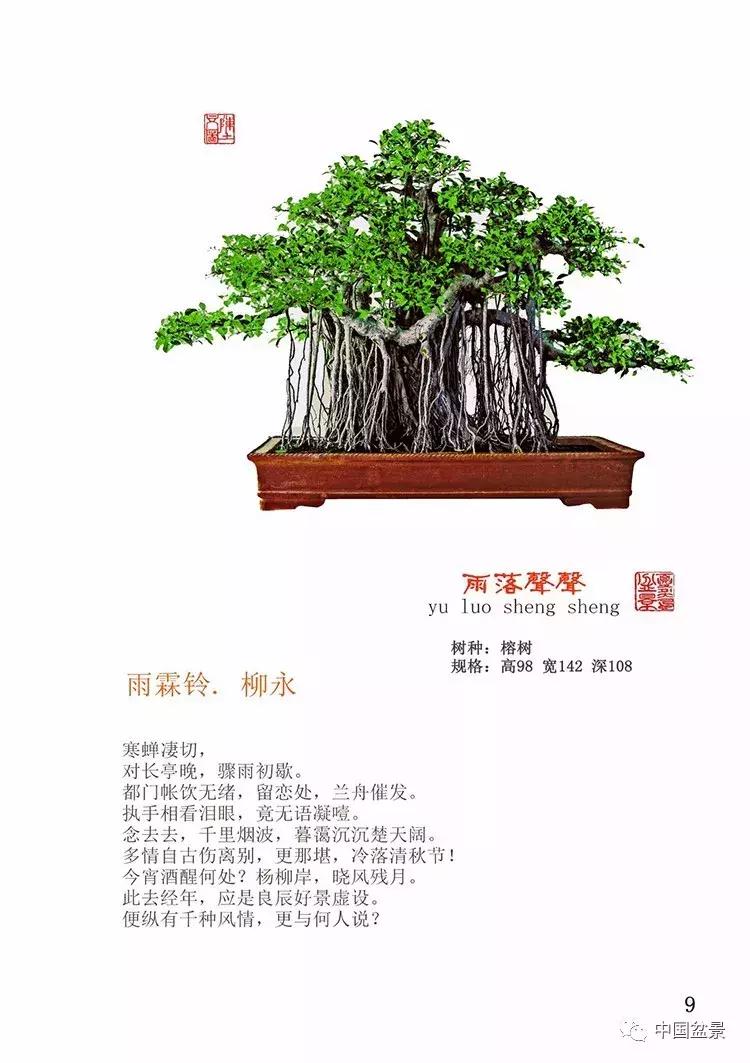 陈文图老师,陈文图盆景欣赏