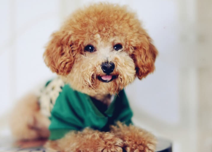 泰迪怎样不乱吃东西不乱咬,泰迪不吃狗粮100%成功