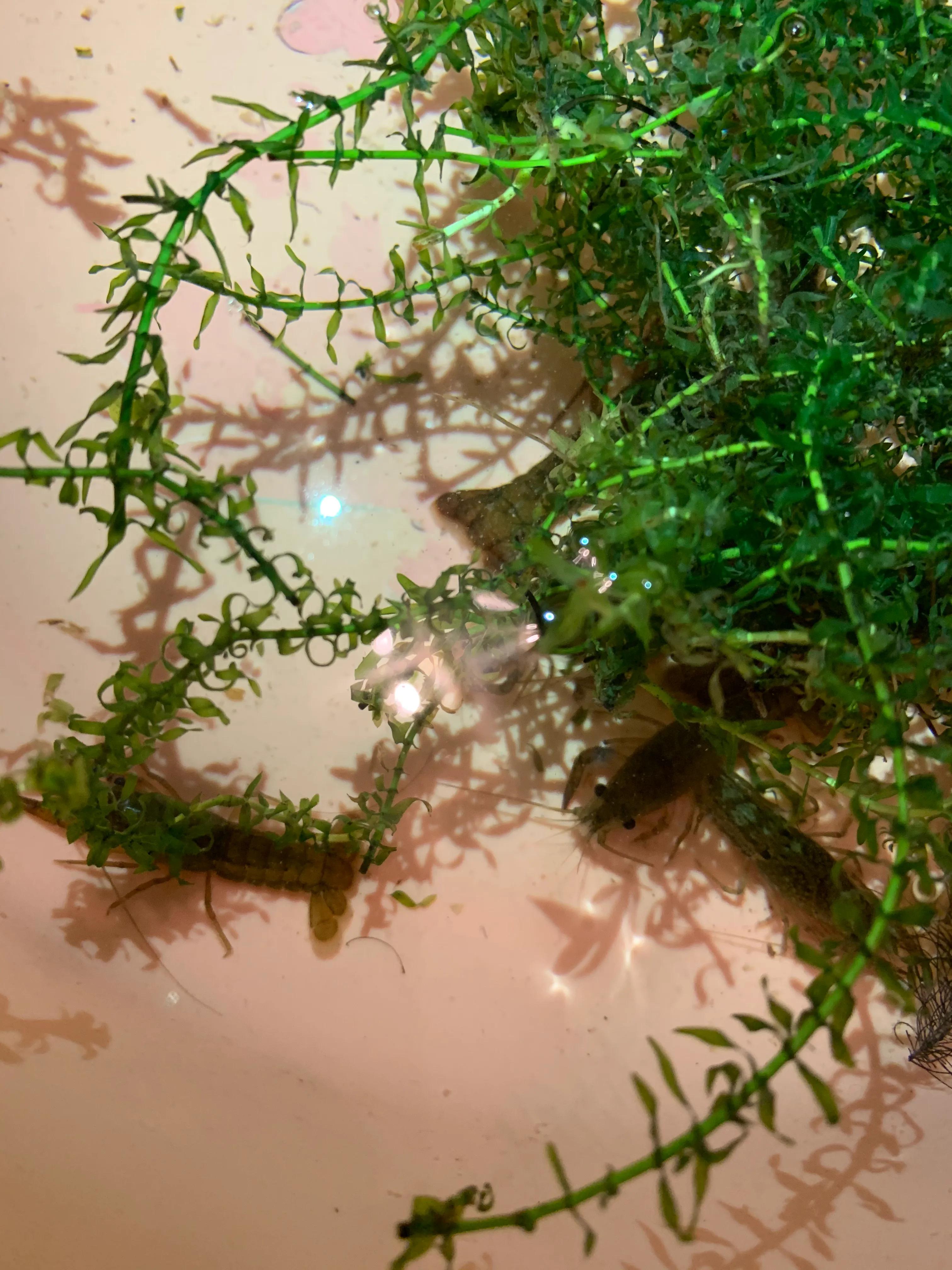 目前小龙虾养殖的前景如何,未来的小龙虾养殖前景