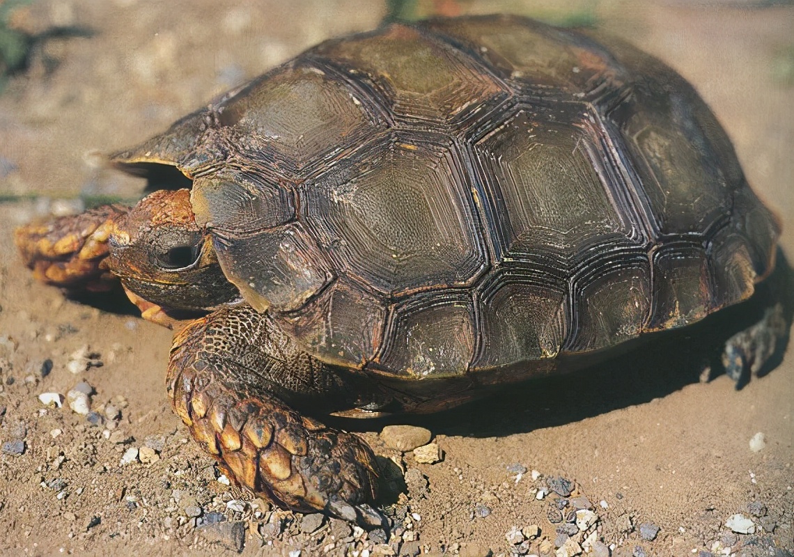 龟类大百科,大眼睛龟类