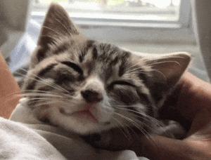 怎样让猫咪远离一个地方,怎么让猫咪远离耳螨