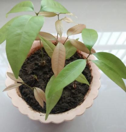 封闭的阳台上适合种什么蔬菜,阳台种什么蔬菜好看又好养