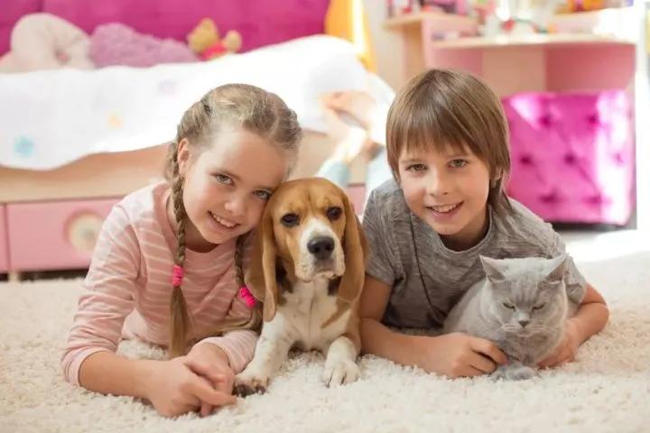 养猫新手给猫咪洗澡需要注意什么,新手养猫可以天天洗澡吗