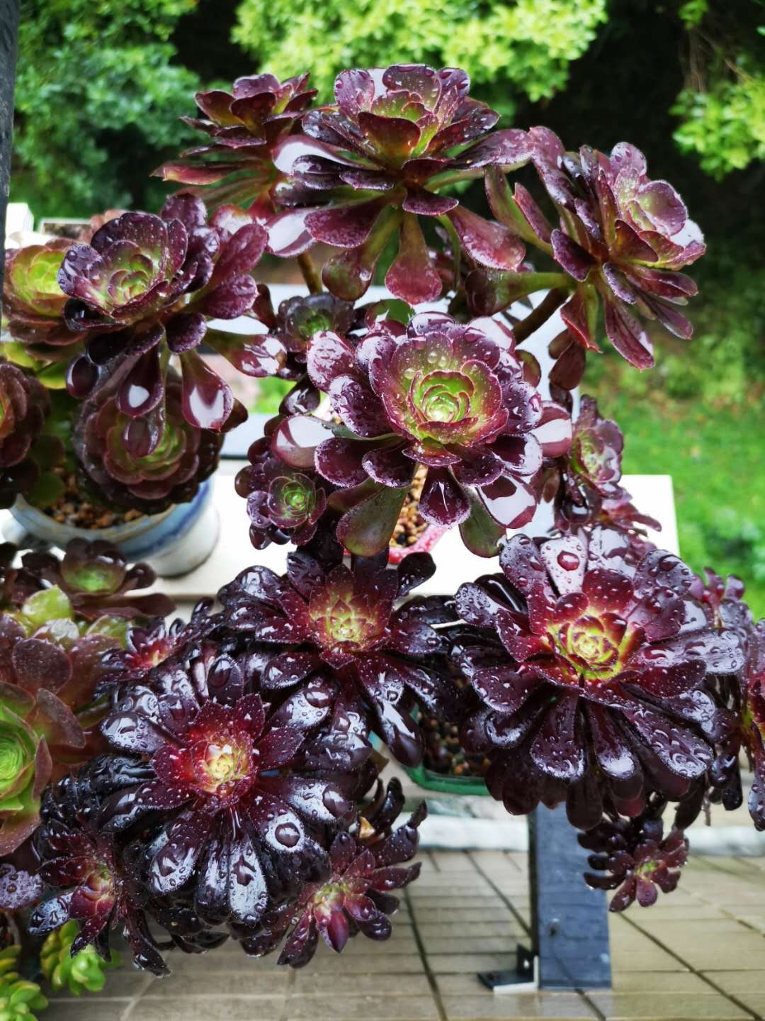 多肉法师夏季不用浇水吗,多肉法师要不要施肥