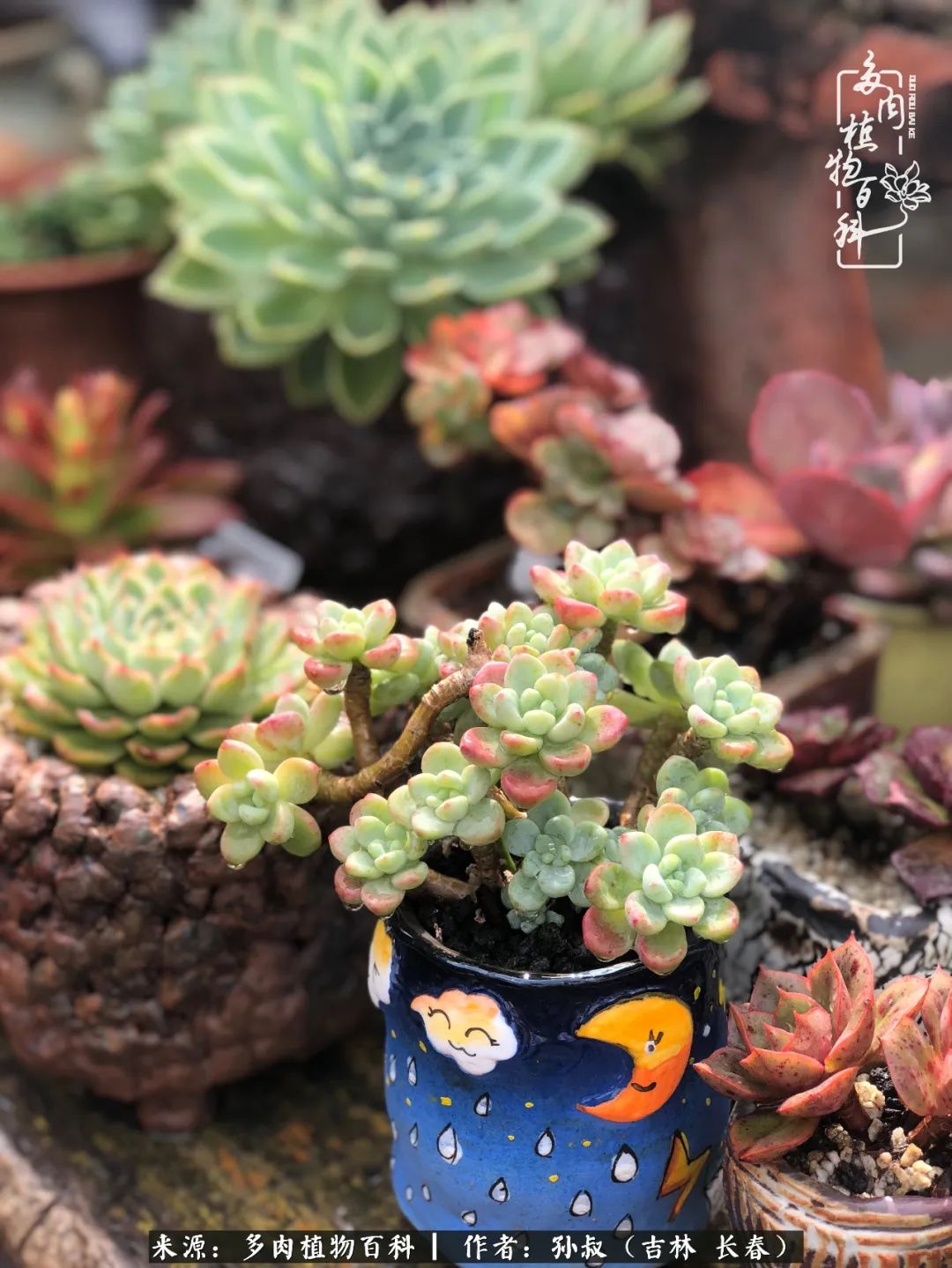 与多肉一起成长,与多肉相伴