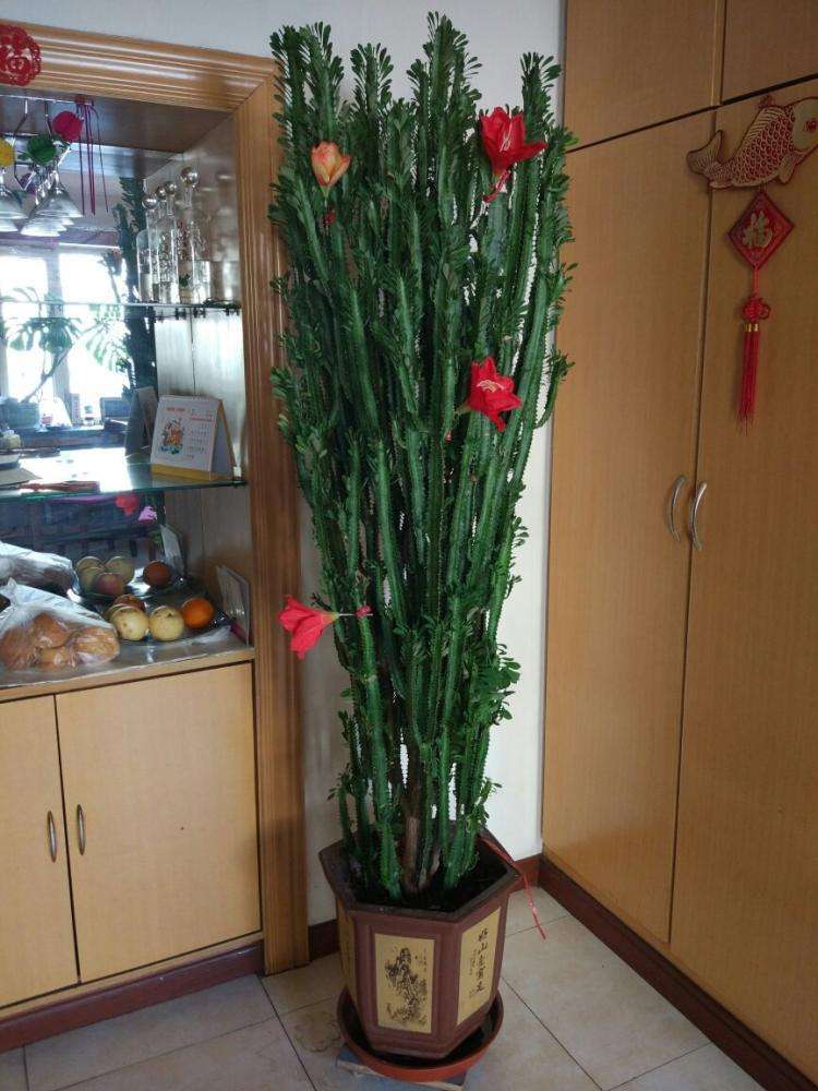 18种好养、好看、寓意超好的新家盆栽，总有一款你喜欢