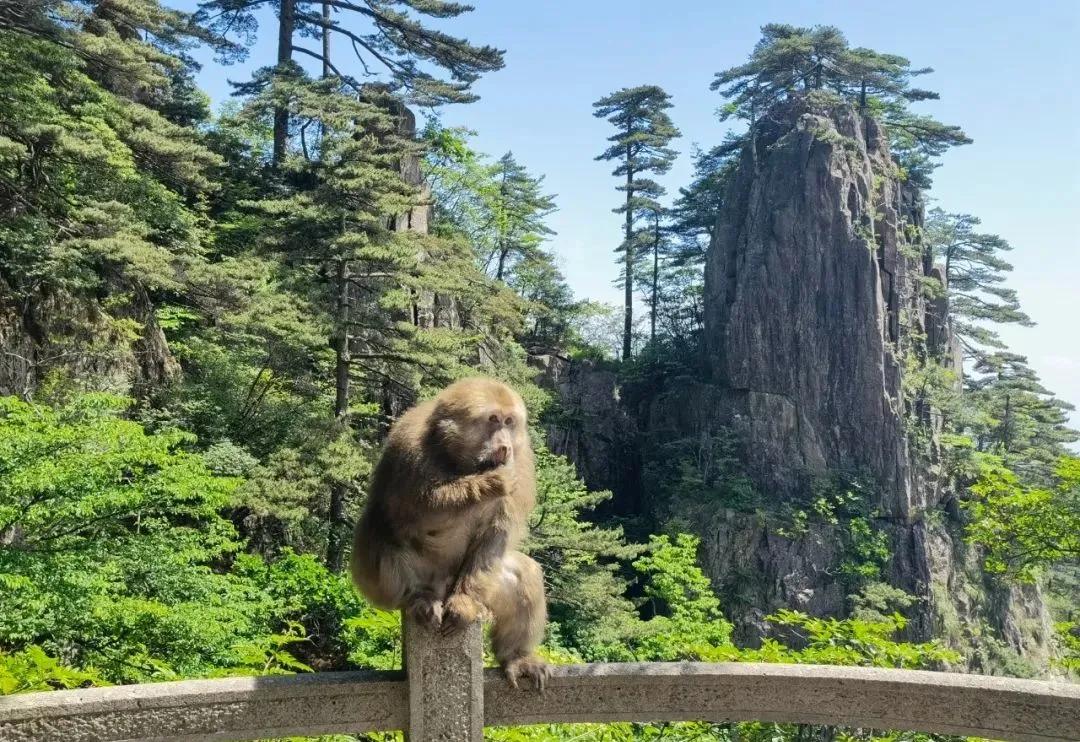 六月，来黄山寻找属于你的快乐星球！