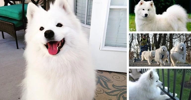 萨摩耶应该怎么挑选幼犬,最萌萨摩耶犬