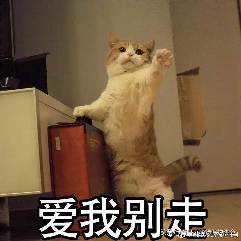 治疗狗皮肤病最见效的药,狗子皮肤病治愈全过程