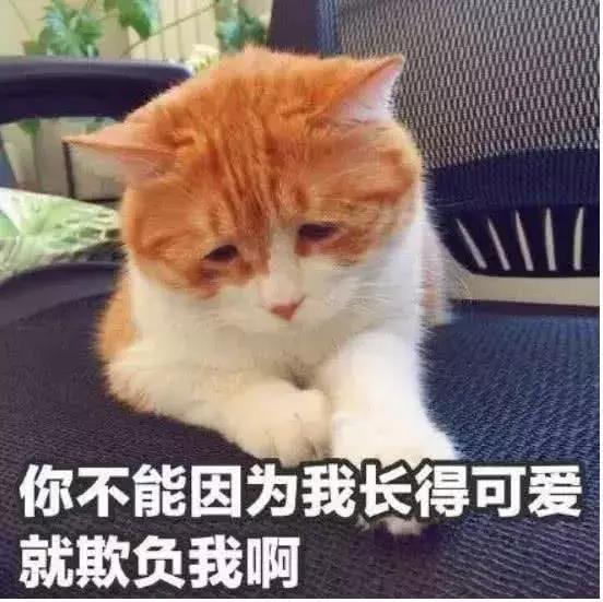 我竟然撸了9年的假猫？