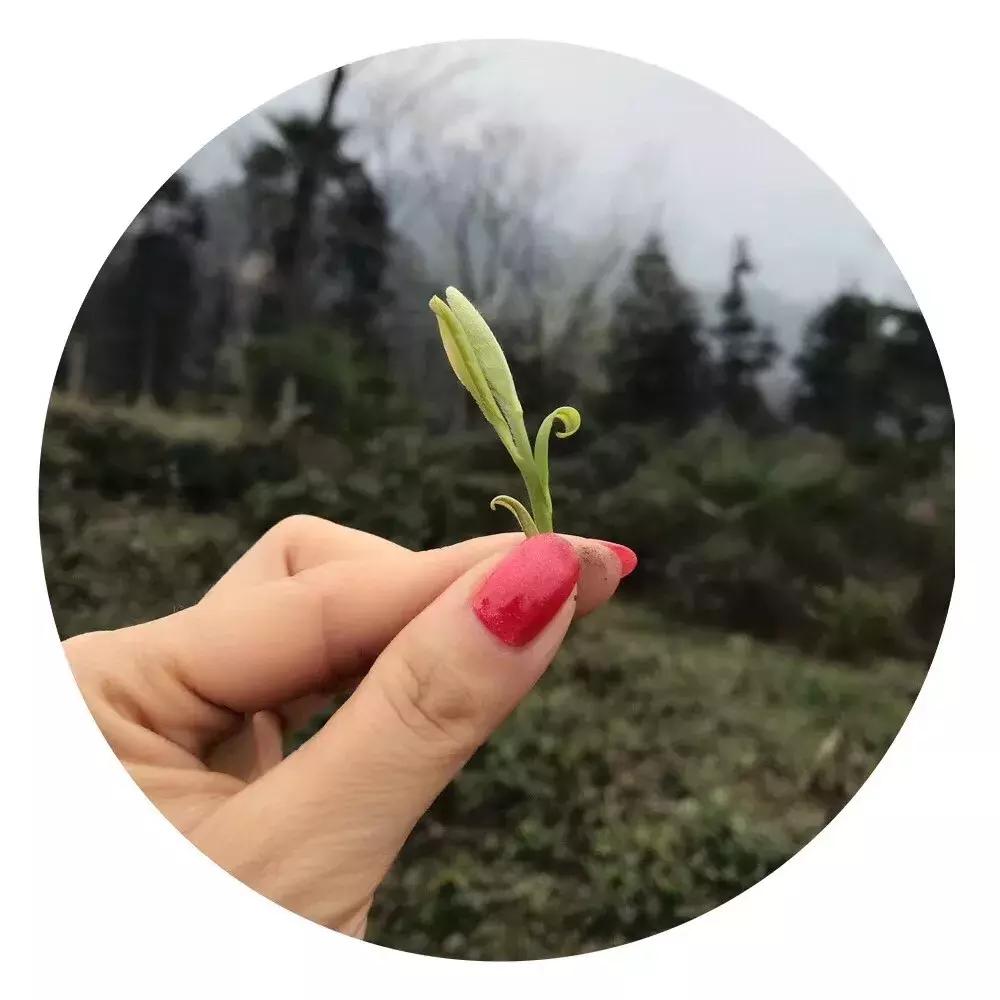 甘露茶正确泡法,系辞白话讲解