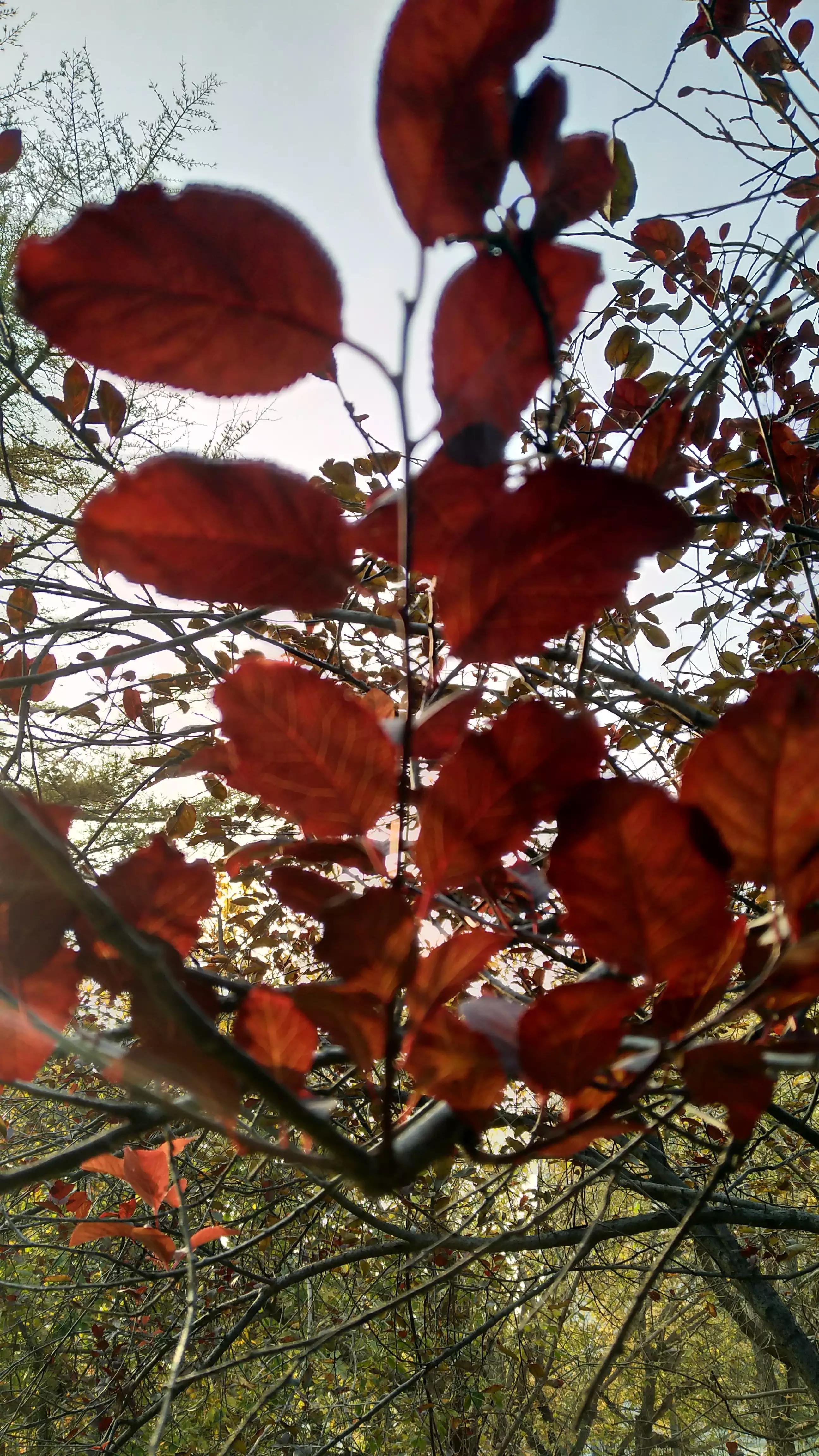 春天的红叶李花,红叶李的花