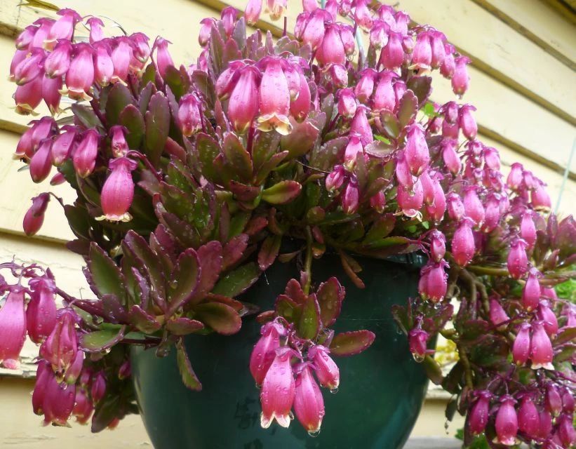 宫灯长寿花的养殖方法和注意事项,长寿花宫灯重瓣好养吗