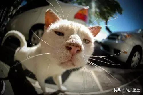 猫咪下巴长了黑头？千万别去抠，那是猫咪患上了毛囊炎的症状