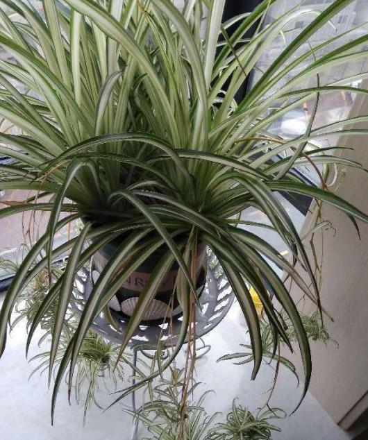 水养富贵竹如何防蚊产卵,富贵竹花盆里的小飞虫怎么办