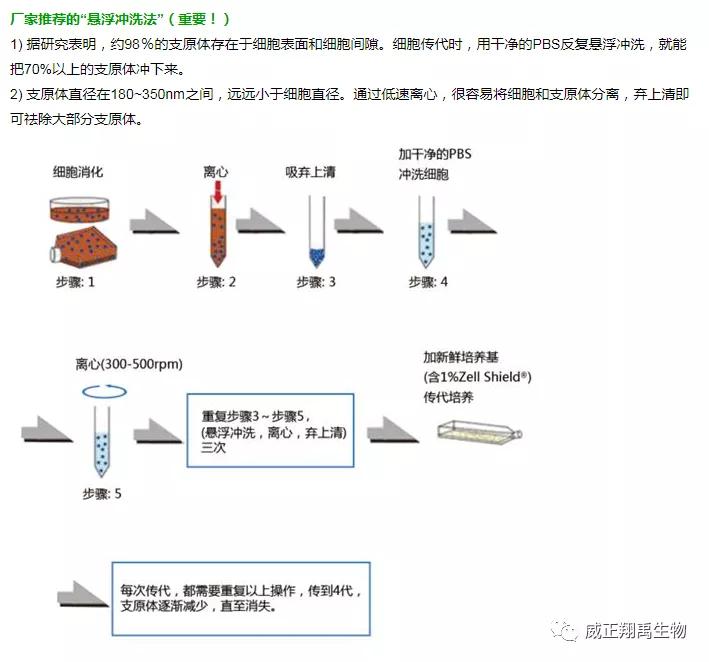 支原体污染怎么处理,支原体污染