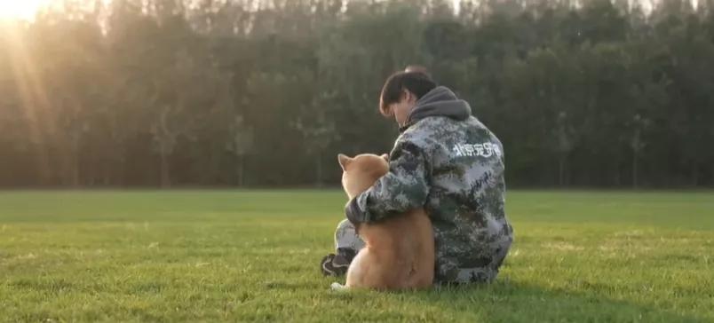 柴犬登登拍卖原因,被拍卖的柴犬登登回家倒计时