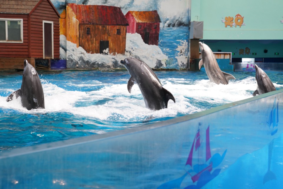 西安带孩子们最值得去的海洋公园,遛娃海洋馆打卡视频