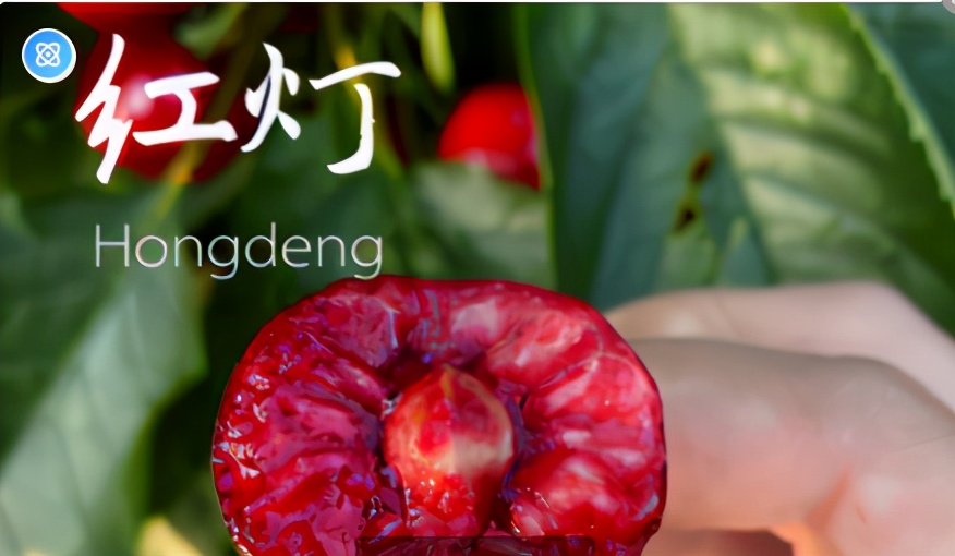 樱桃上市哪种最好吃,正在上市的樱桃品种