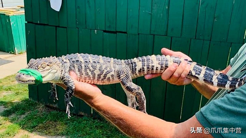 把鳄鱼当宠物养了20年每天400斤,鳄鱼当宠物炫耀