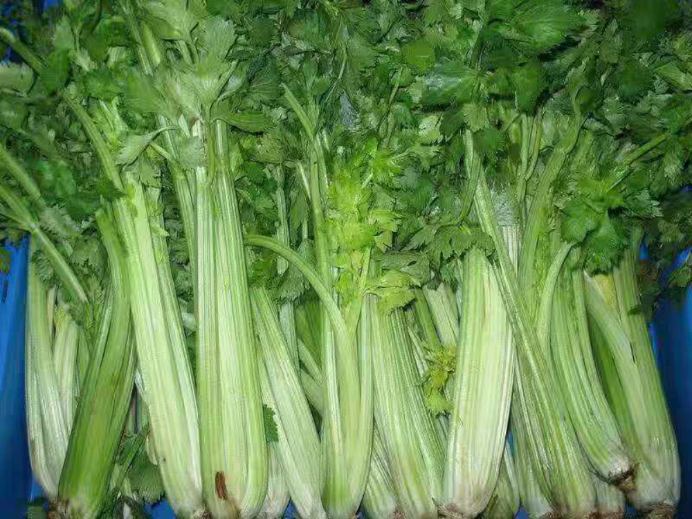 怀孕孕酮低的原因和解决方法,孕期孕酮值低该怎么办