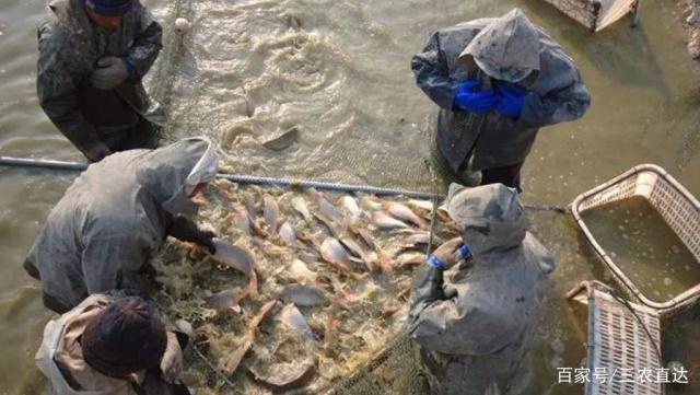 瓷盆养鱼的几点建议,农村养鱼管理