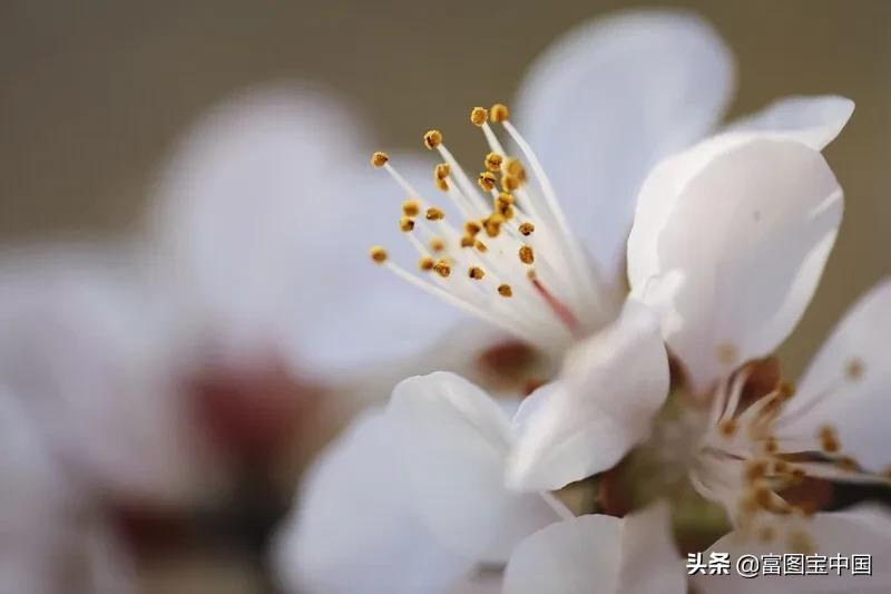 桃花怎么拍才好看,桃花怎么拍摄才能出新意