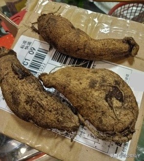 大丽花冬季养护，做到这几点，可以让它轻松安全越冬