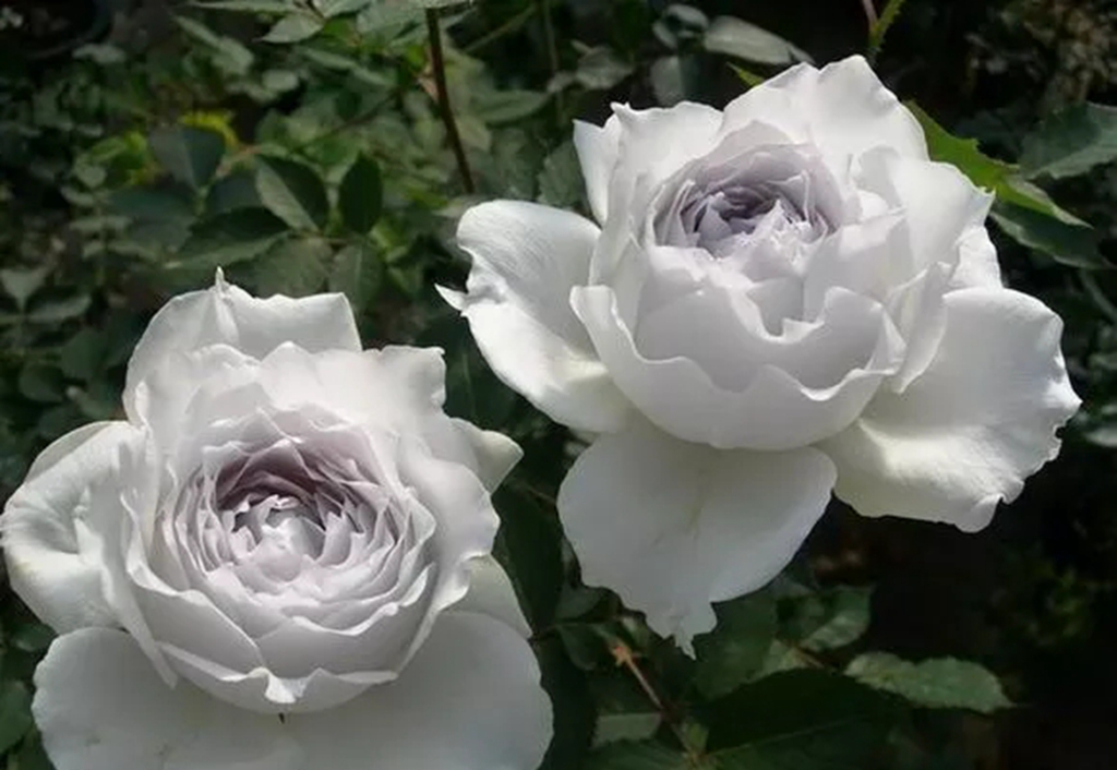 100种月季品种大全集,适合地栽的蓝紫色月季有哪些