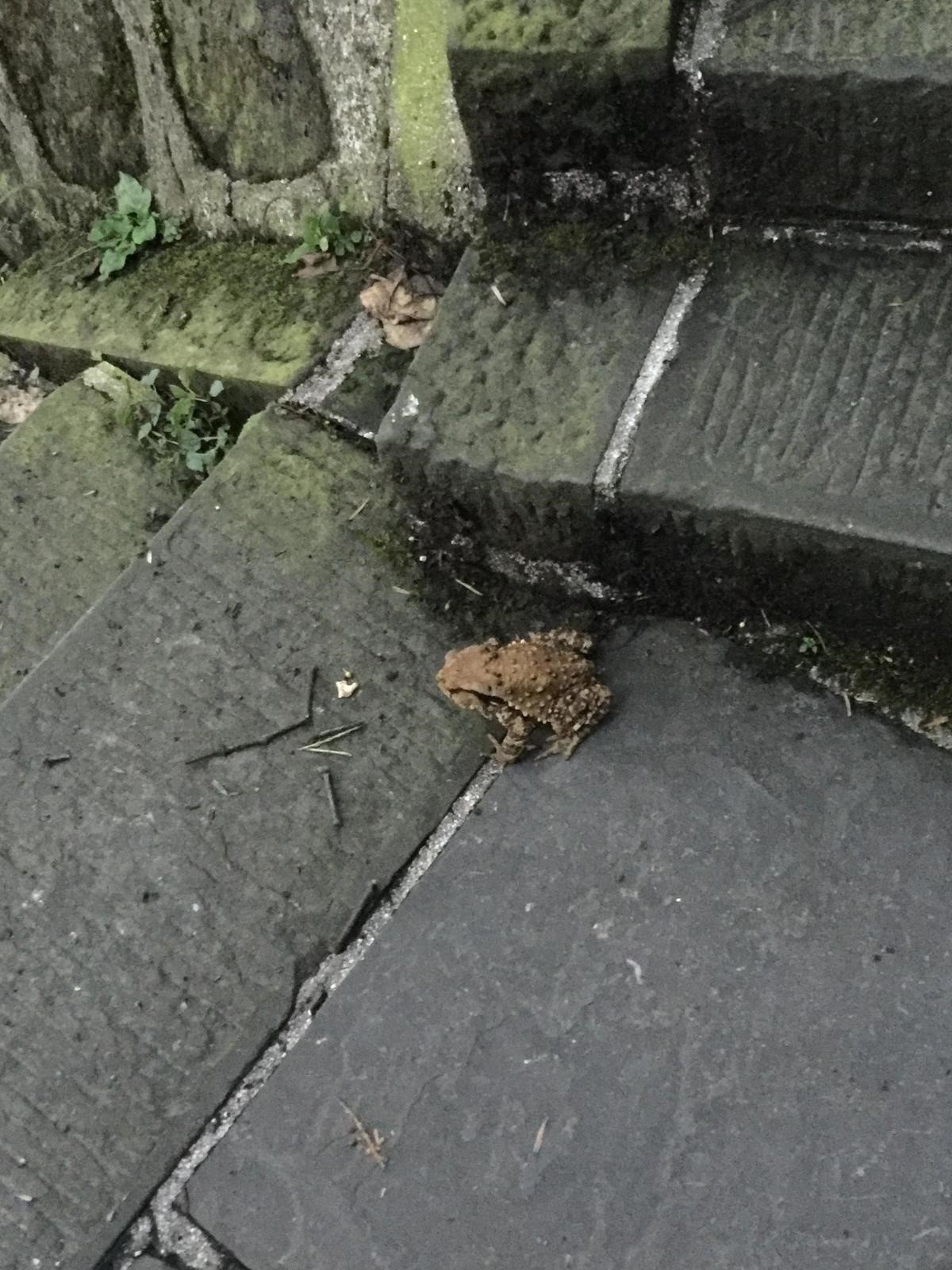 峨眉山登顶佛像,峨眉山登顶记完整版