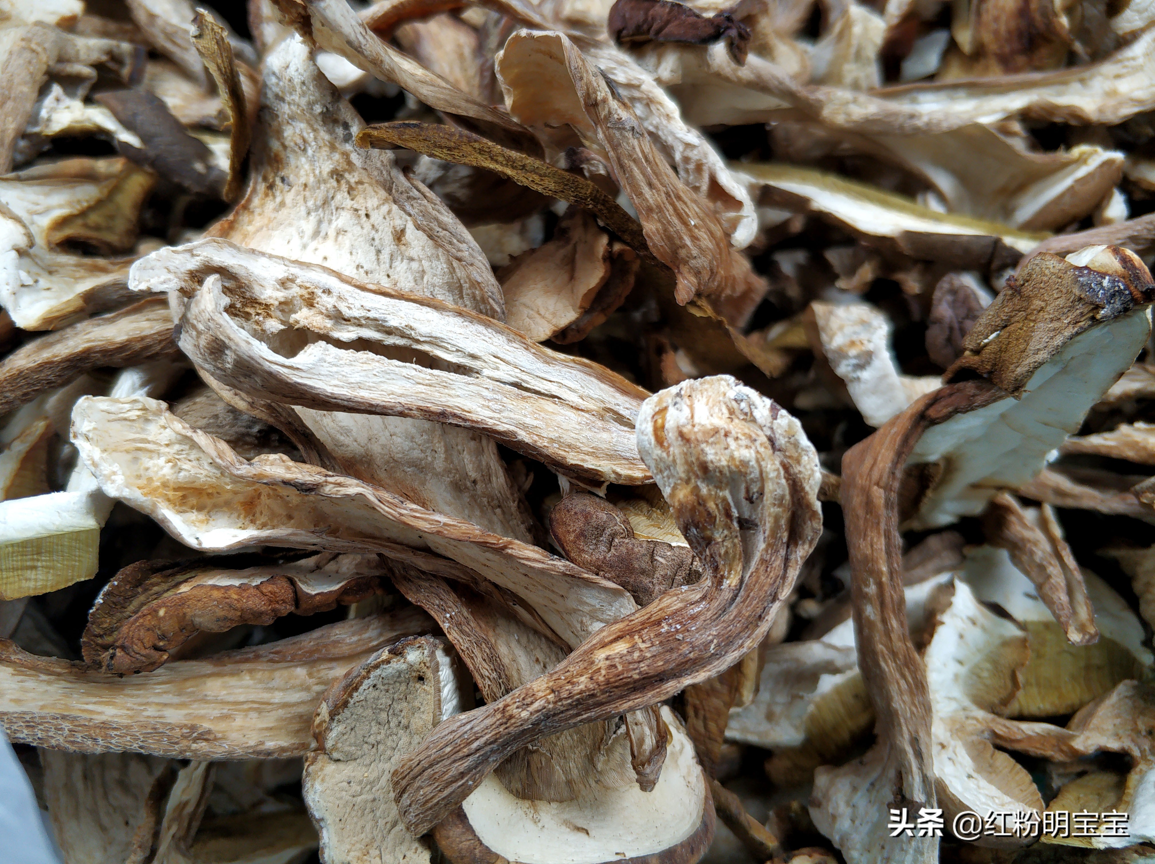 野生蘑菇,大山里的美味牛肝菌|红菇,有钱也很难买得到