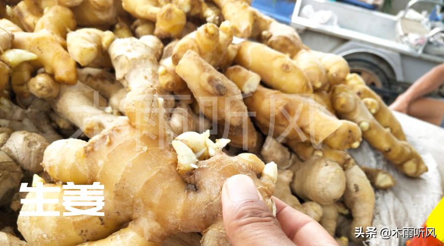 北方种植生姜什么季节种植最合适,生姜套种玉米高产种植技术