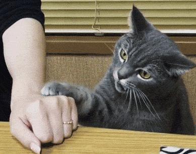 刚养猫怎么防止猫咪抓人,刚到家的小猫喜欢咬人