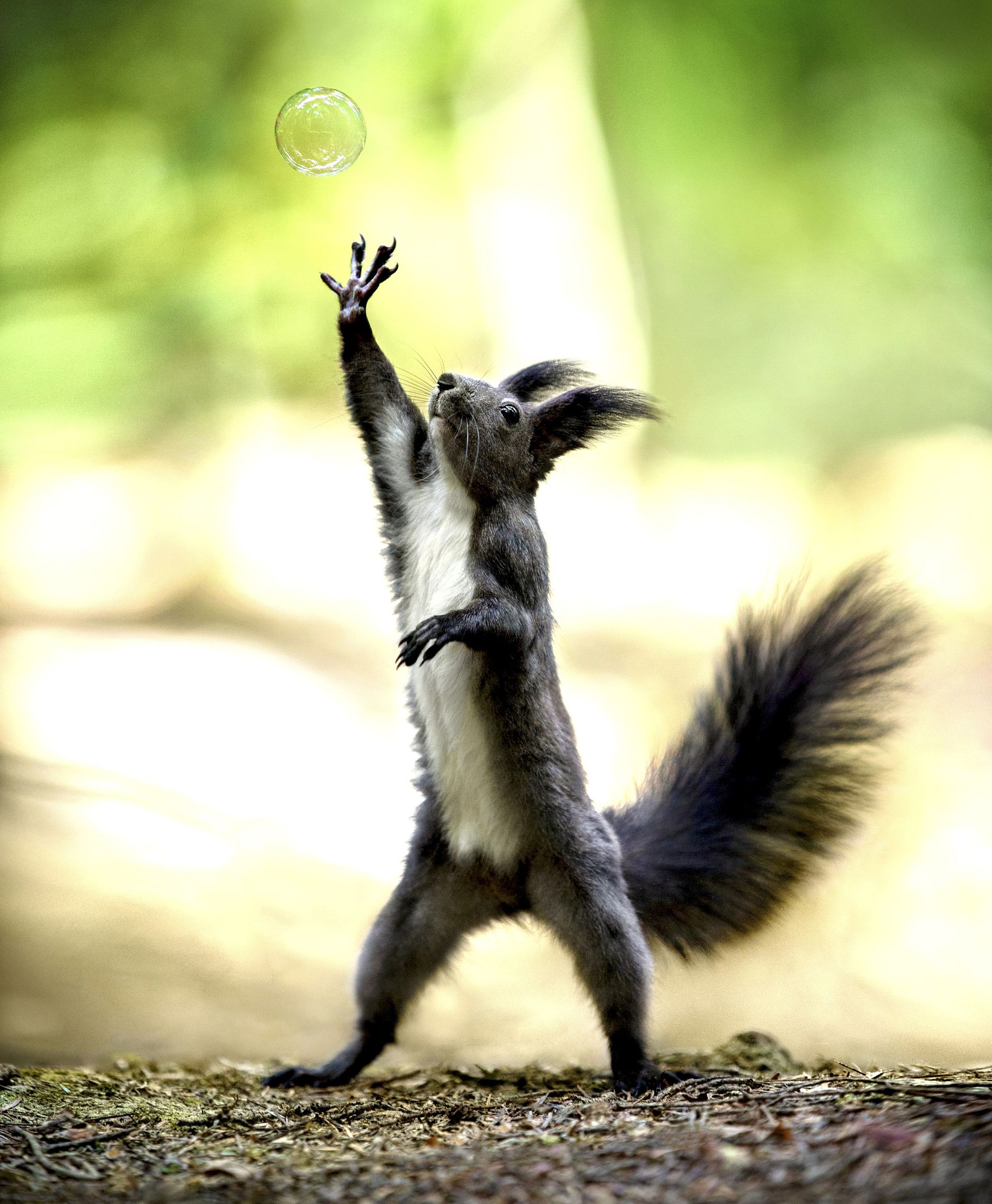 棕熊打各种熊和各种动物画面,动物和熊斗的视频