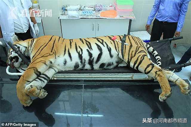 母老虎被击杀遭报复,母老虎的传奇事件