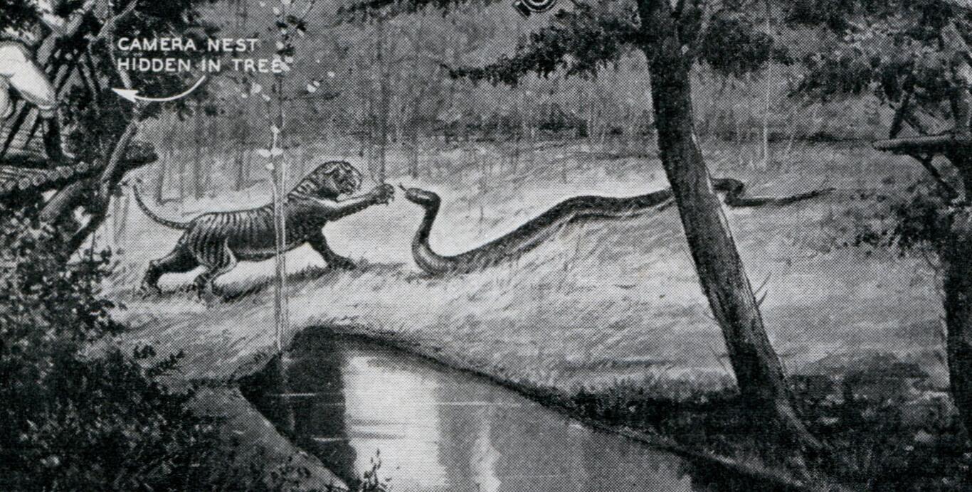 孟加拉虎捕猎网纹蟒,孟加拉虎和网纹蟒