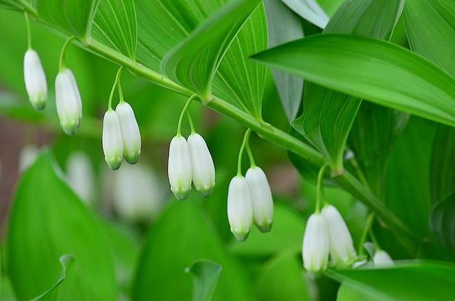 中医祛斑美白经方治疗,中药祛斑美白外敷配方
