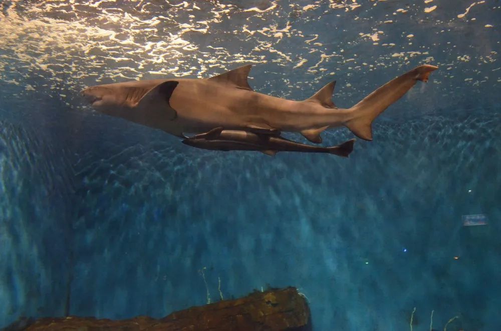 开封海洋馆门票70岁免费吗,开封海洋馆门票20元2019