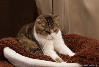 “喵“生绝育大事,腹腔镜下“微”察秋毫,让疼痛降到更低