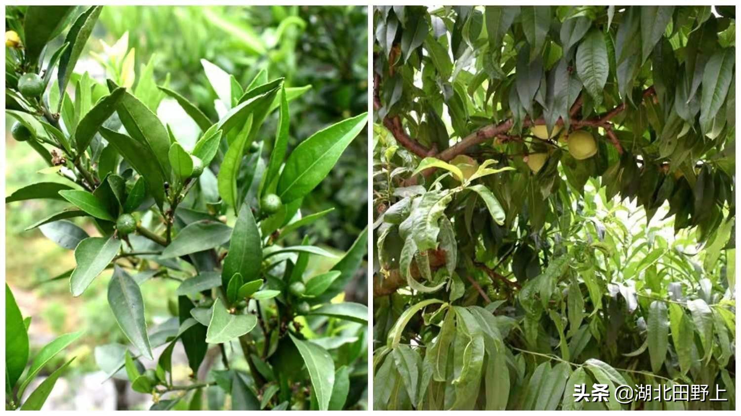 推荐的民宿采摘,浙江隐匿山野的民宿桃源仙境