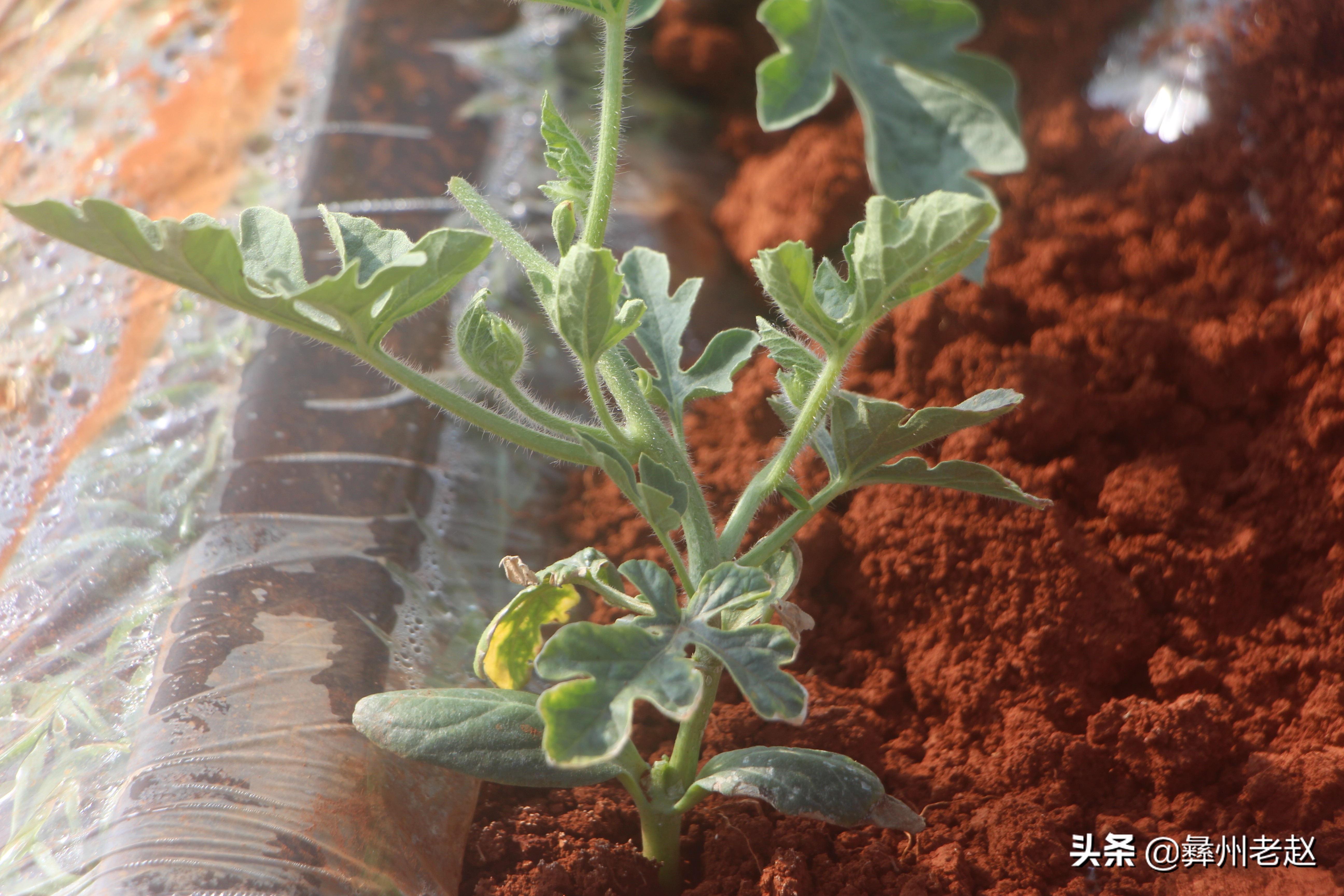 西瓜大蔓整枝能不能长大,西瓜压蔓整枝疏果等管理方法
