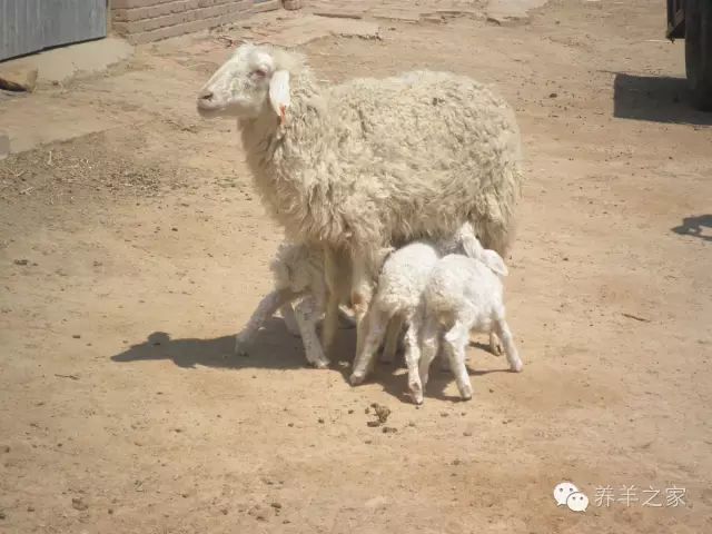 母羊的分娩及接产技术,怎样提高母羊产羔率