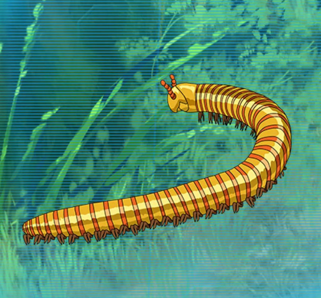 为什么鸟兽不爱吃马陆?